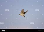 Why Do Skylarks Hover and Sing?