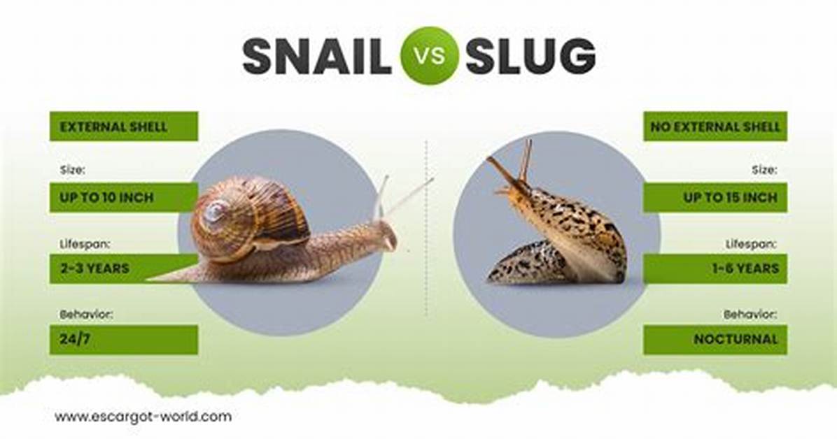 Why Do Snails Move Slow?