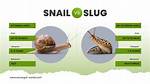 Why Do Snails Move Slow?