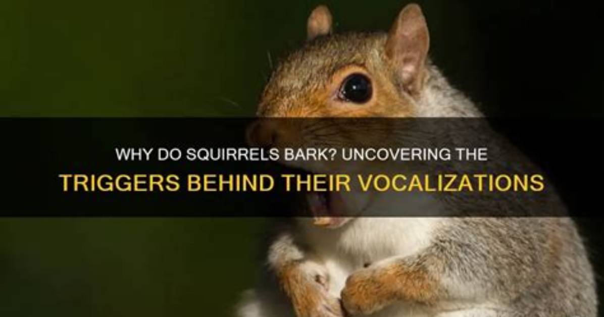Why Do Squirrels Bark?