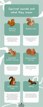Why Do Squirrels Make Noise?