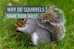 Why Do Squirrels Wiggle Tail?