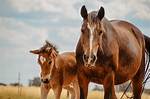 Why Do Stallions Attack Foals?