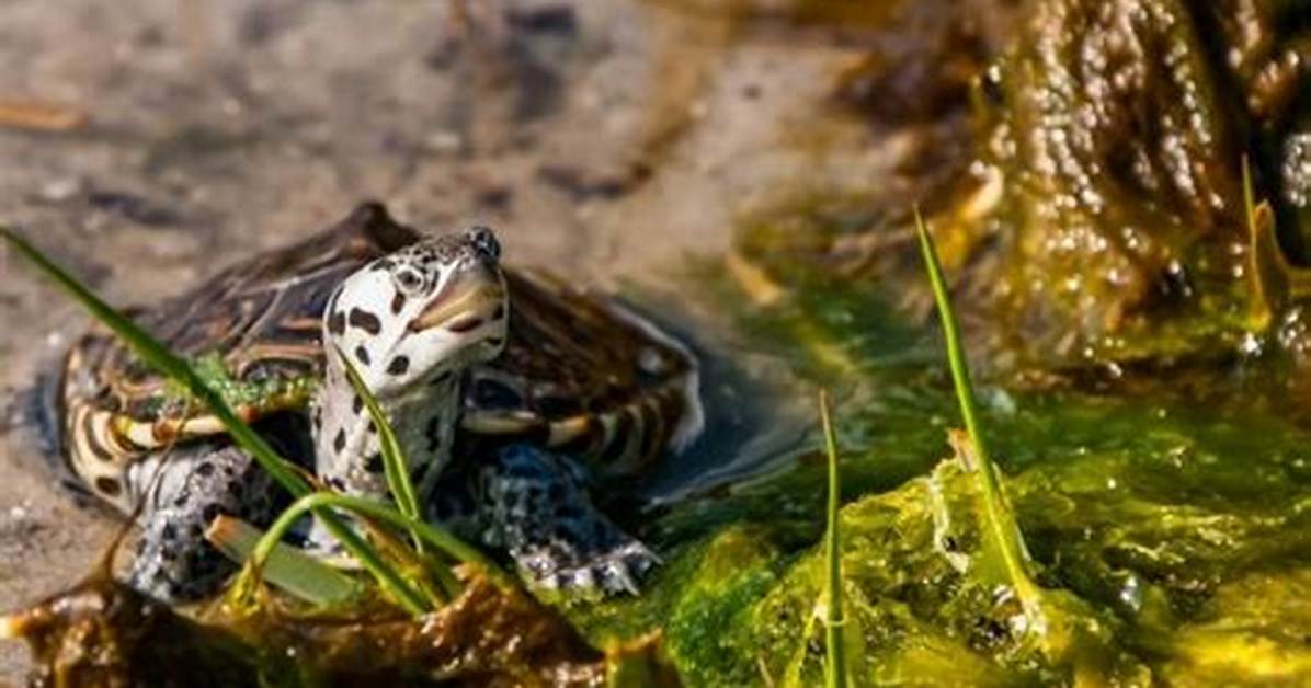 Why Do Terrapins Bask?