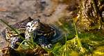 Why Do Terrapins Bask?