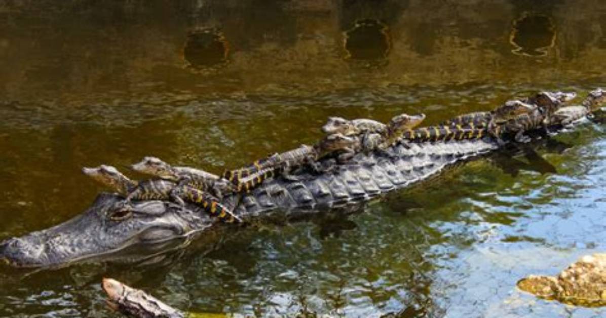 Why Do They Catch Alligators?