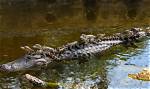Why Do They Catch Alligators?