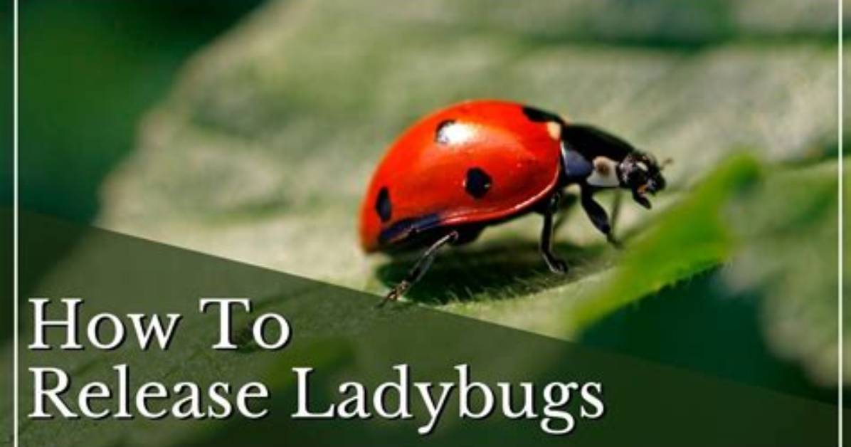 Why Do They Release Ladybugs?