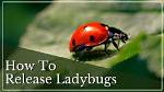 Why Do They Release Ladybugs?