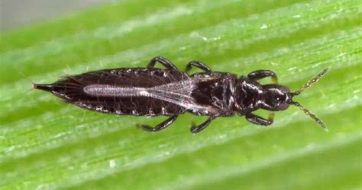 Why Do Thrips Come?