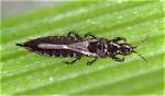 Why Do Thrips Come?