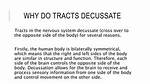 Why Do Tracts Decussate?