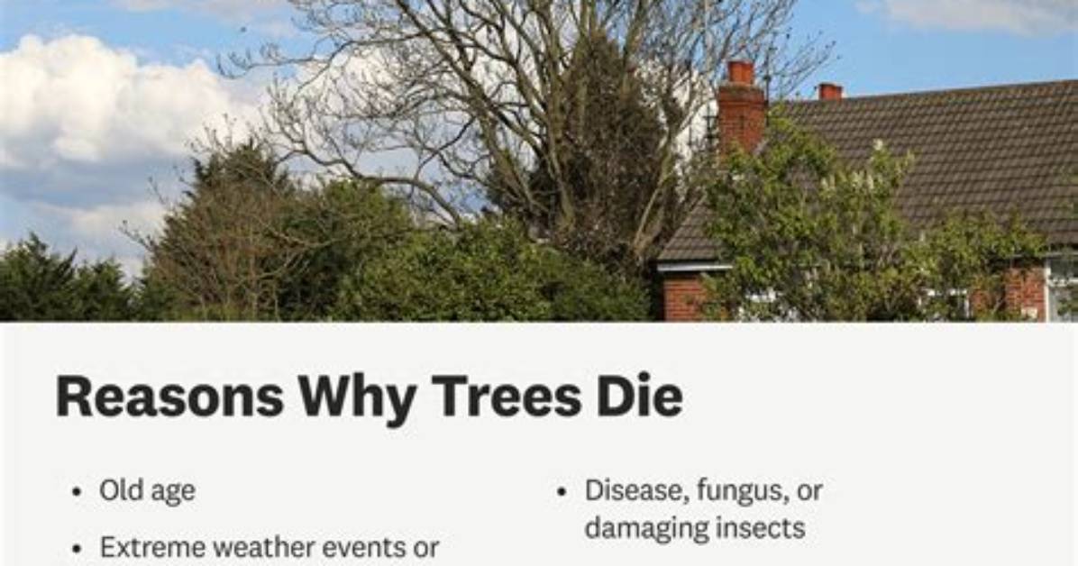 Why Do Trees Die?