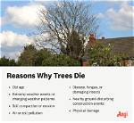 Why Do Trees Die?