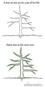 Why Do Trees Grow Upwards