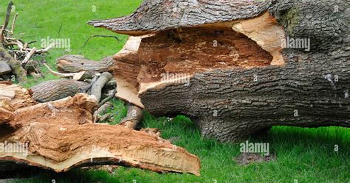Why Do Trees Rot