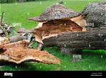 Why Do Trees Rot