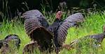 Why Do Turkeys Get Aggressive?