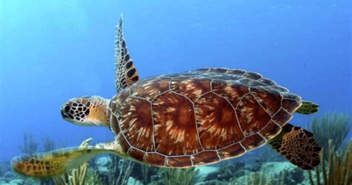 Why Do Turtles Have Shells?