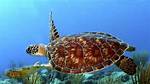 Why Do Turtles Have Shells?