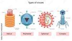 Why Do Viruses Have Capsids?
