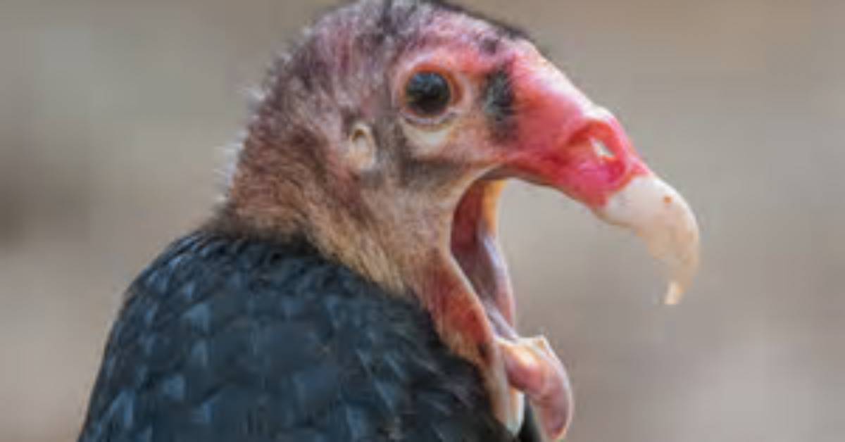 Why Do Vultures Throw Up