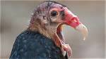 Why Do Vultures Throw Up