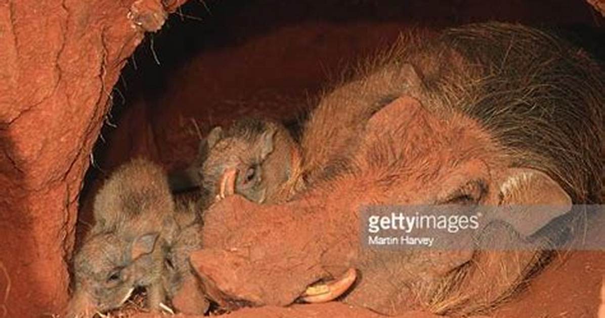 Why Do Warthogs Live Underground?