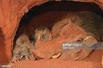 Why Do Warthogs Live Underground?