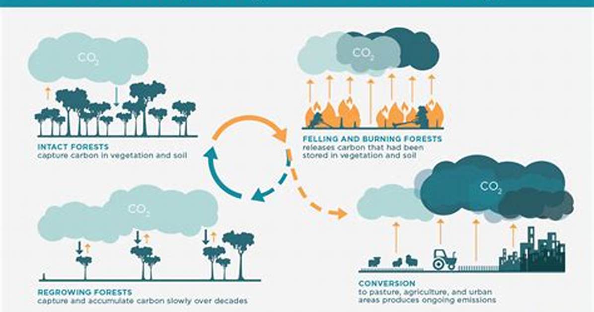 Why Do We Clear Forests?