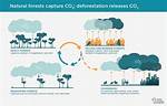 Why Do We Clear Forests?