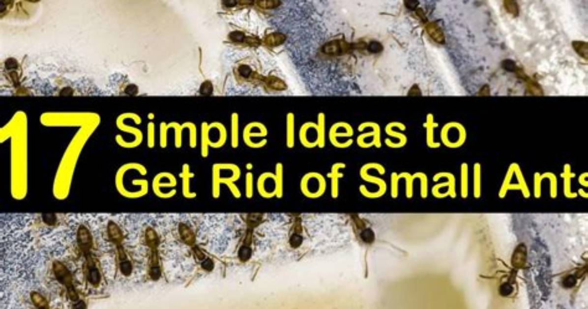 Why Do We Have Tiny Ants