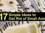 Why Do We Have Tiny Ants