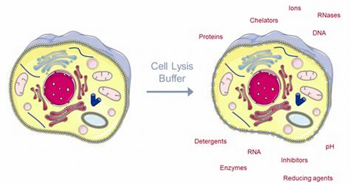 Why Do We Lyse Cells?