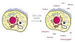 Why Do We Lyse Cells?