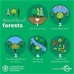 Why Do We Need Afforestation?