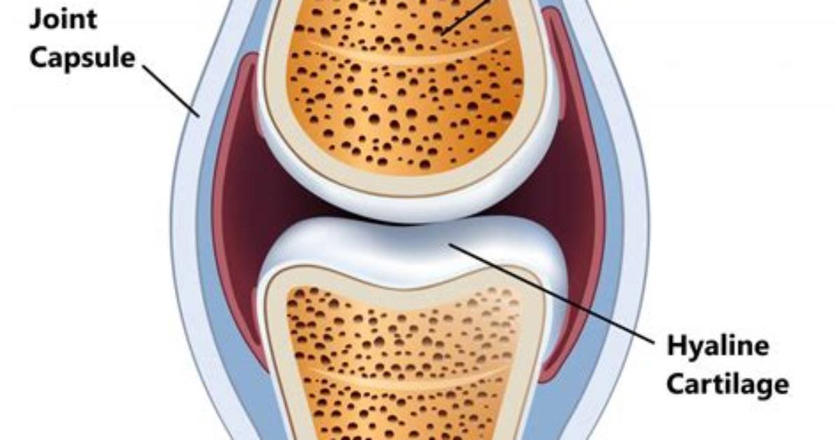 Why Do We Need Cartilage?