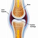 Why Do We Need Cartilage?