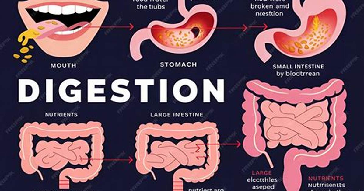 Why Do We Need Digestion?