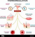 Why Do We Need Thermoregulation?