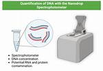 Why Do We Quantify Dna?