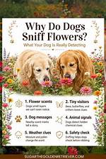 Why Do We Sniff Packets?