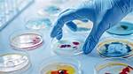 Why Do We Study Bacteriology?