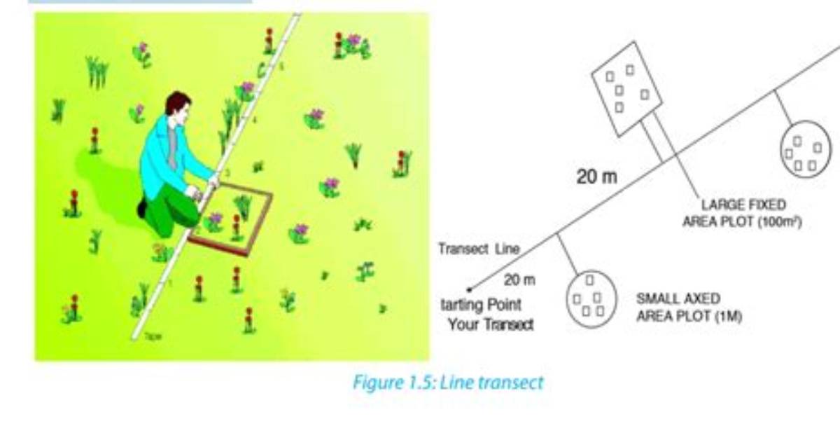 Why Do We Use Transect Lines?