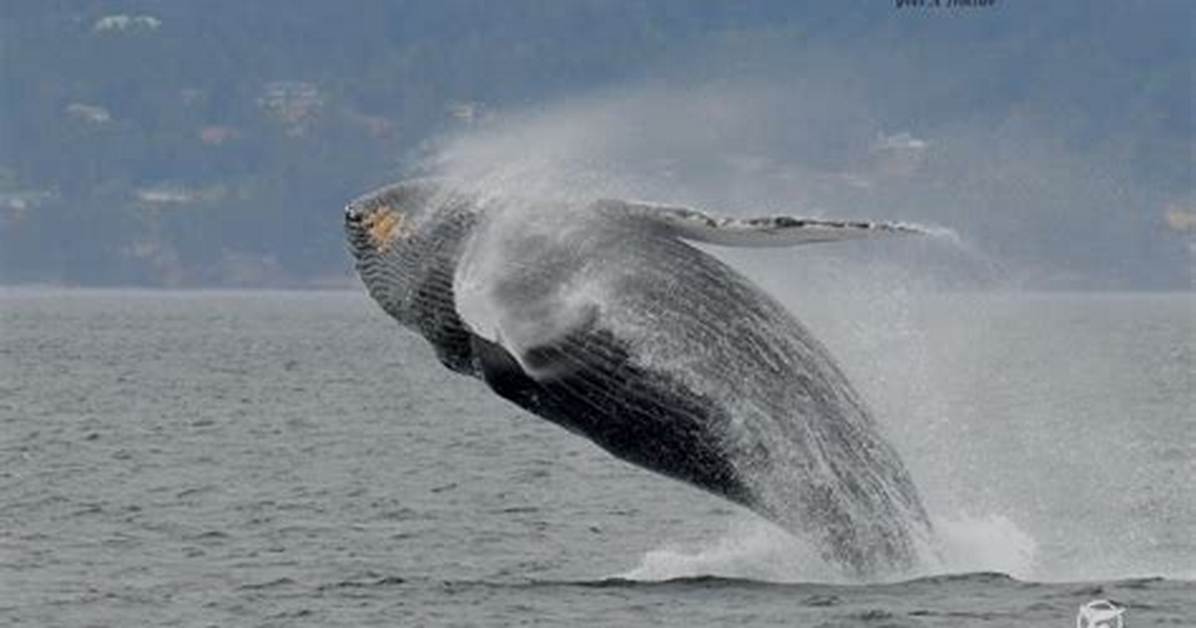 Why Do Whale Jump