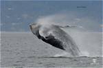Why Do Whale Jump