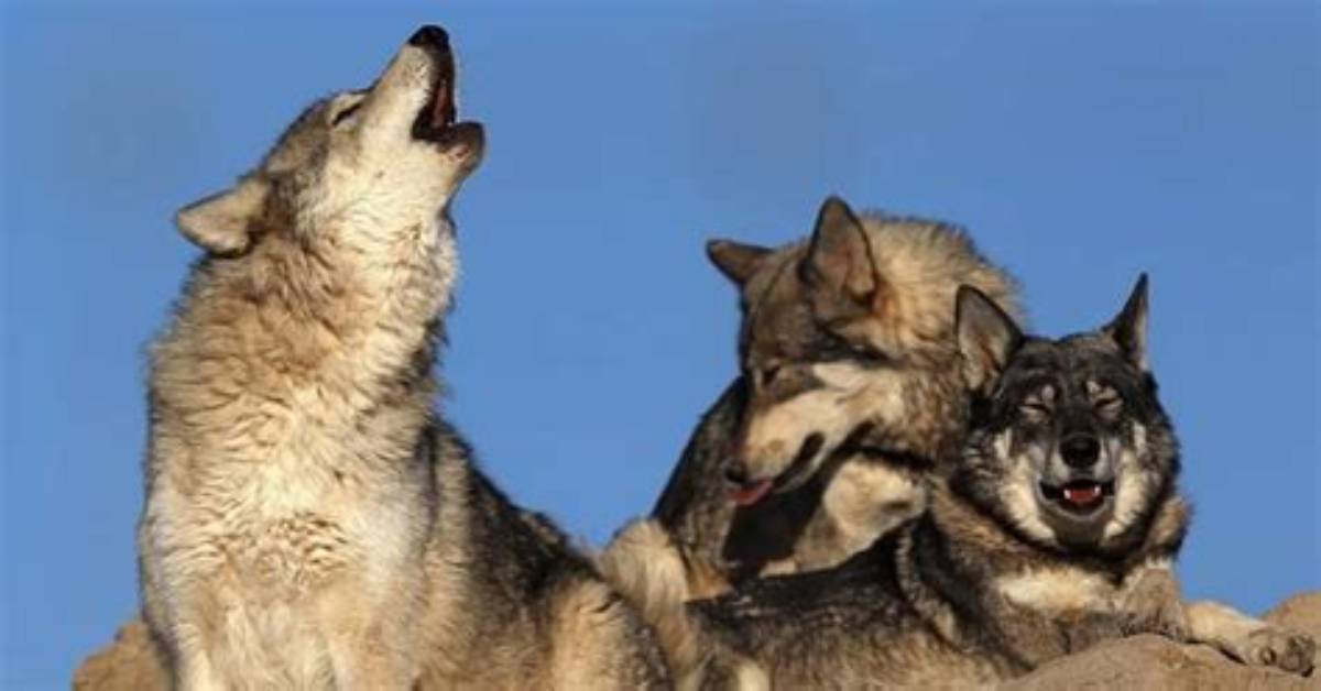 Why Do Wolves Howl?