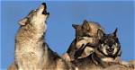 Why Do Wolves Howl?