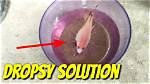Why Do You Get Dropsy?