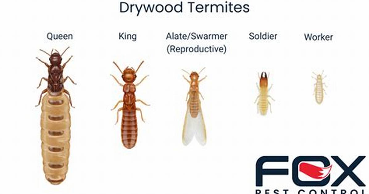 Why Do You Get Termites?